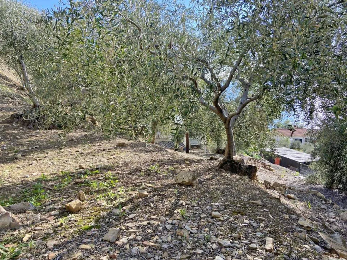 Grundstück zu verkaufen in Cipressa - Grundstück zu verkaufen in Cipressa, 1914 m2 - Smart Propylaia (3)