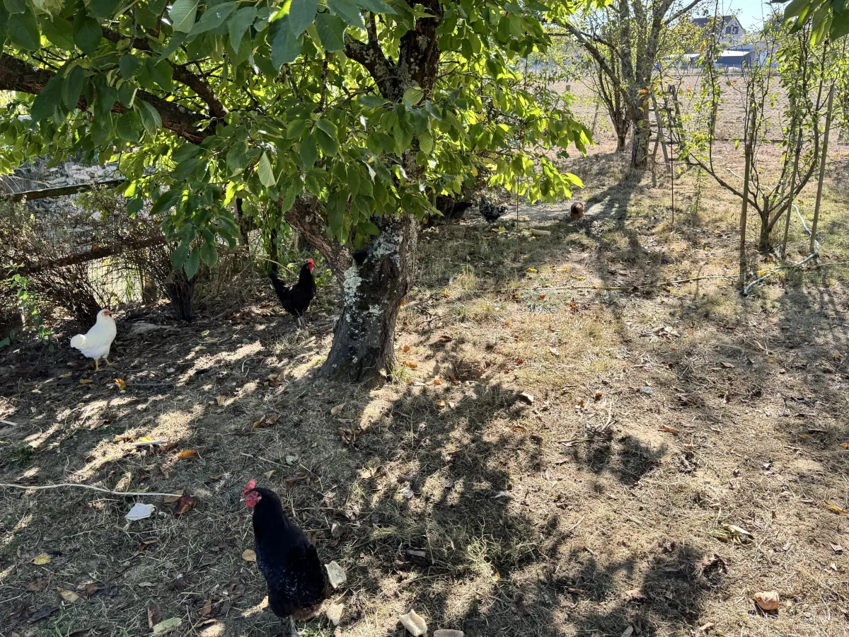 Haus zu verkaufen in Gatey - Smart Propylaia (14)