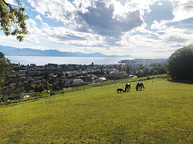 A vendre   Suisse - partenariat avec Smart-Propylaia Portail Immobilier