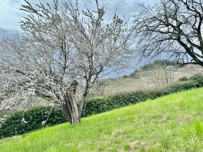 Casa in vendita a Grandvaux - Smart Propylaia (83)