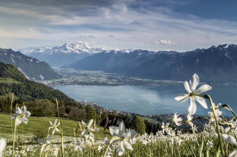 Appartement à vendre à Montreux - Smart Propylaia (50)