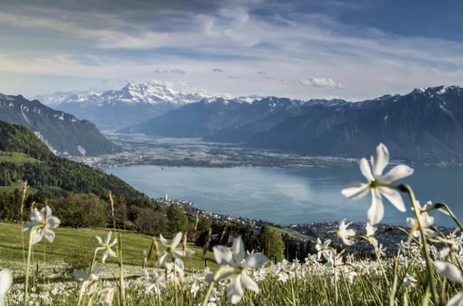 Appartement à vendre à Montreux (50)