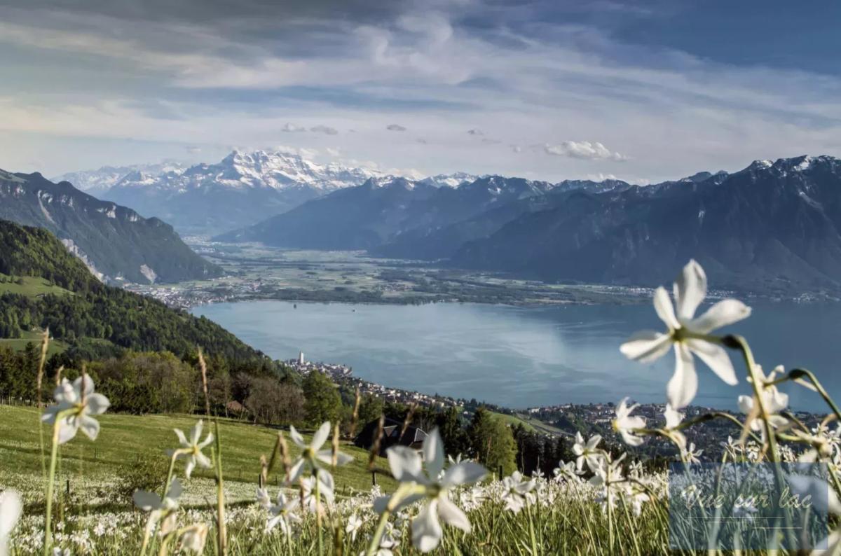 A vendre   Suisse - partenariat avec Smart-Propylaia Portail Immobilier