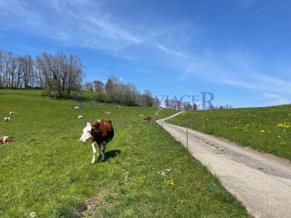Wohnung zu verkaufen in Châtel-St-Denis (5)
