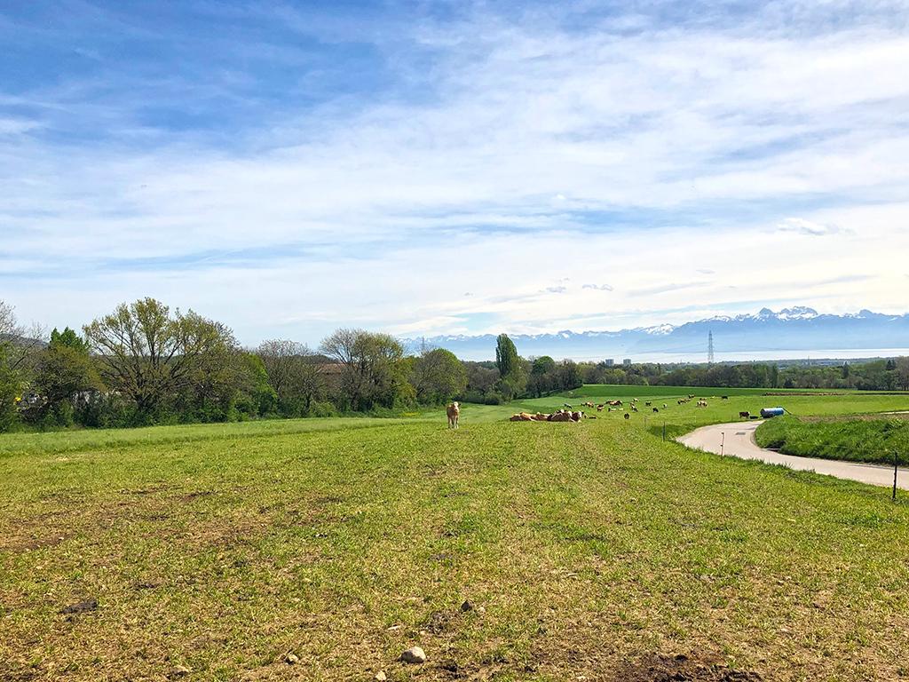 For sale   Switzerland - cChic-immoHub your real estate portal