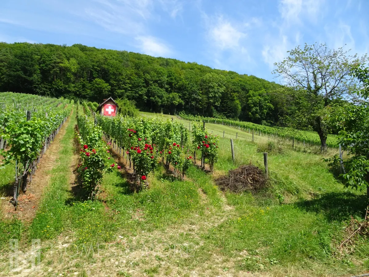 Mönthal In vendita Casa unifamiliare Svizzera - 
cChic-immoHub Il vostro portale immobiliare