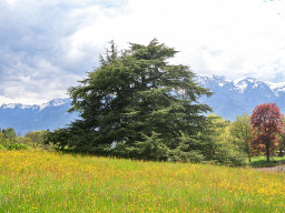 BLONAY - PROPRIETE DE CHARME - 13.0 PIECES
