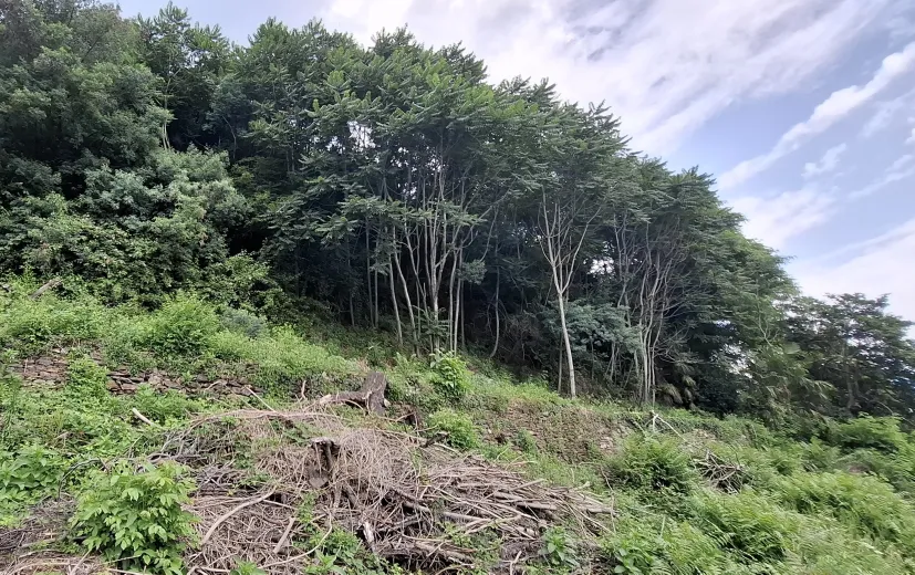 Plot for sale in Brissago - Smart Propylaia (7)