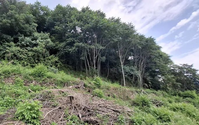 Plot for sale in Brissago (7)