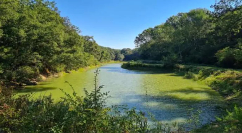 Agriculture for sale in Cecina (7)