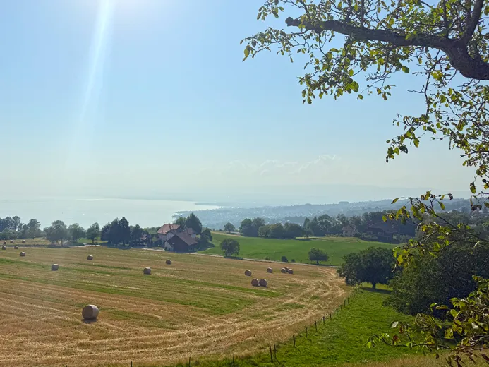 Zu verkaufen Wohnung Rivaz Schweiz - Schweiz - cChic-immoHub Ihr Immobilienportal