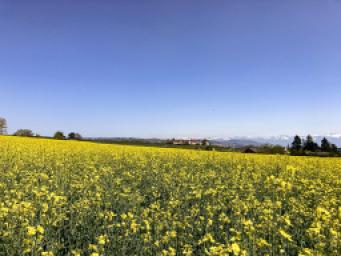 ÖSTLICH VON MORGES - CHARMANTES HAUS - TOLLE AUSSICHT