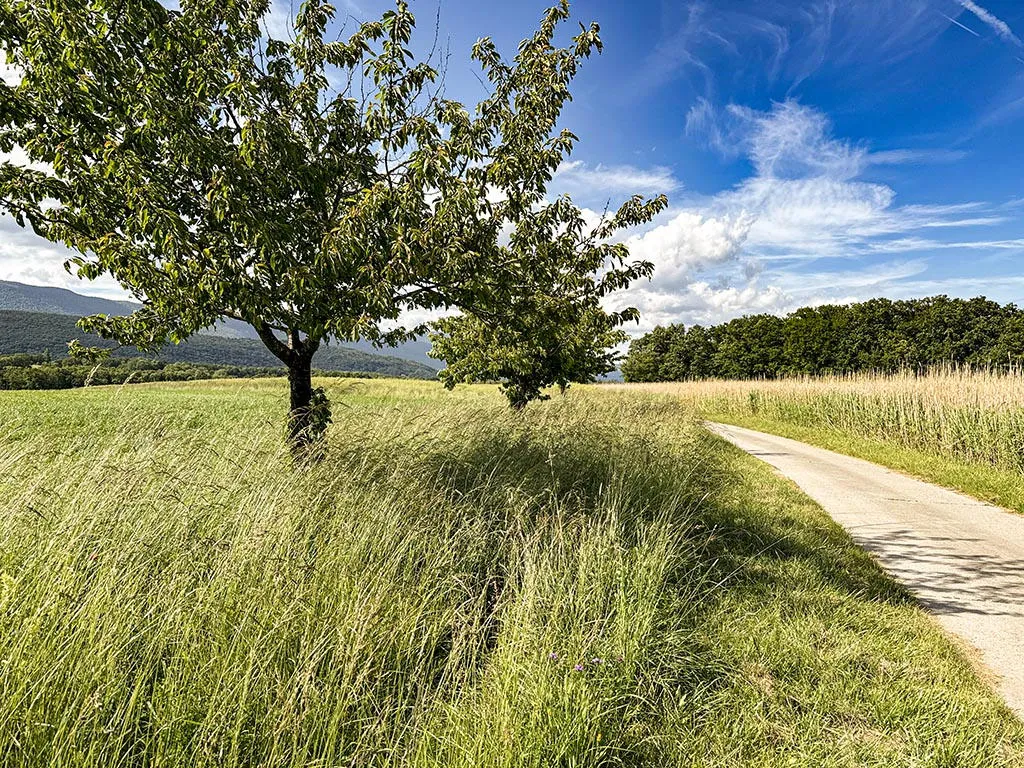 Chavannes-des-Bois zu verkaufen Villa Schweiz - cChic-immoHub Ihr Immobilienportal