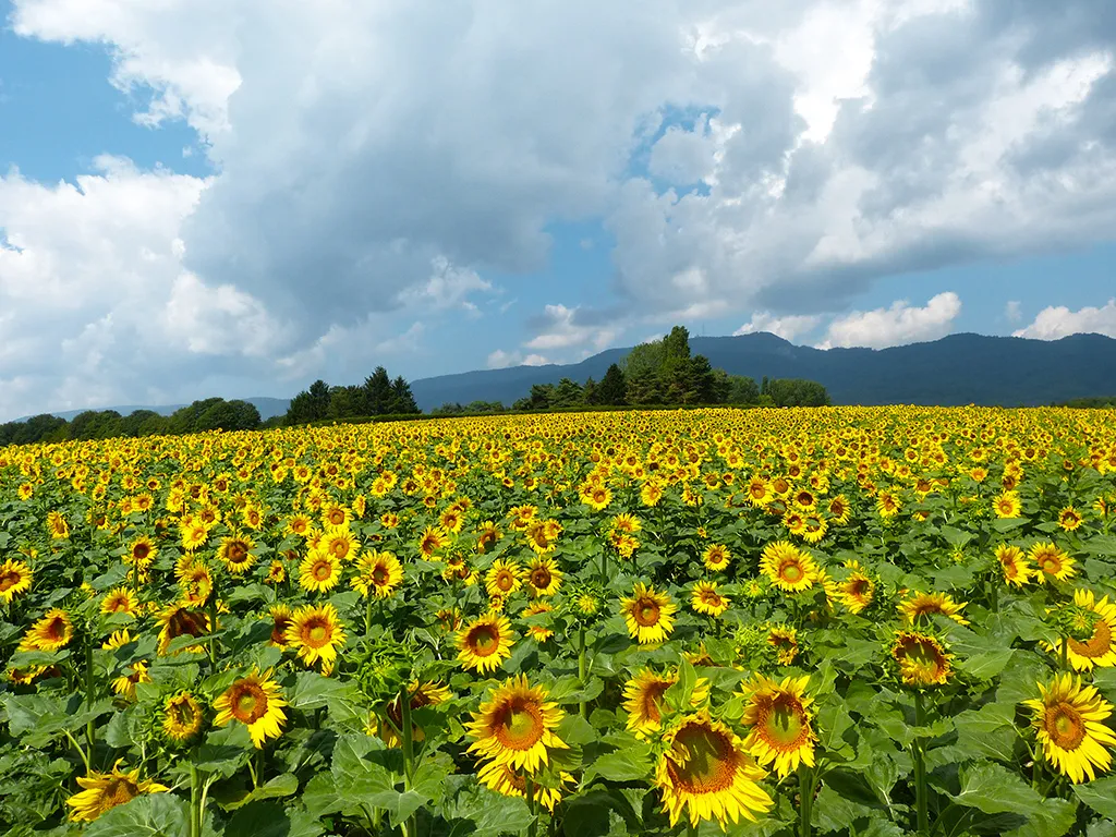 Lausanne zu verkaufen Angebautes Haus Schweiz - cChic-immoHub Ihr Immobilienportal