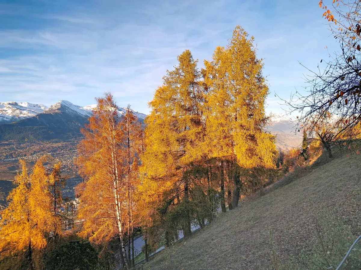 Clèbes zu verkaufen Wohnung Schweiz - cChic-immoHub Ihr Immobilienportal