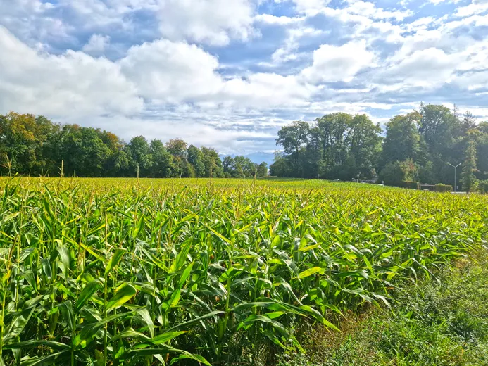In vendita Casa gemellata Crissier Svizzera - collaborazione con il portale immobiliare Smart-Propylaia
