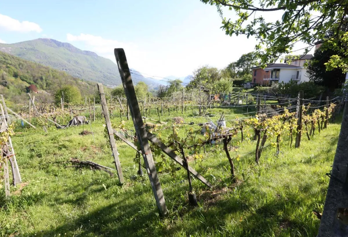Lopagno for sale Building plot Switzerland - cChic-immoHub your real estate portal