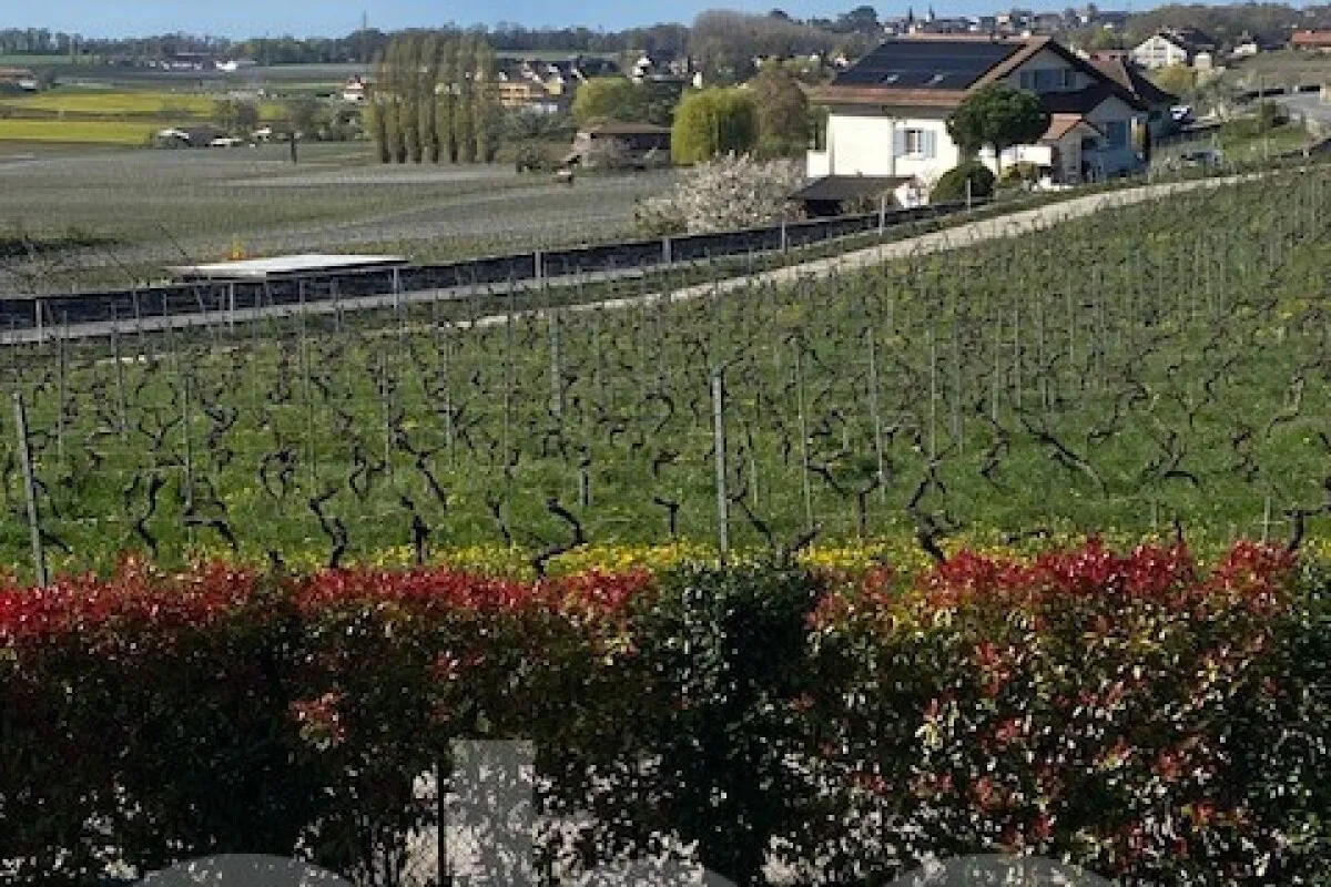 Aubonne for sale Twin house Switzerland - cChic-immoHub your real estate portal