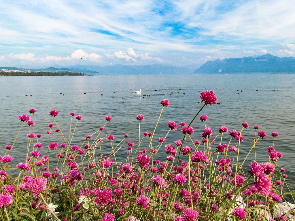 Morges zu verkaufen Duplex Schweiz - cChic-immoHub Ihr Immobilienportal