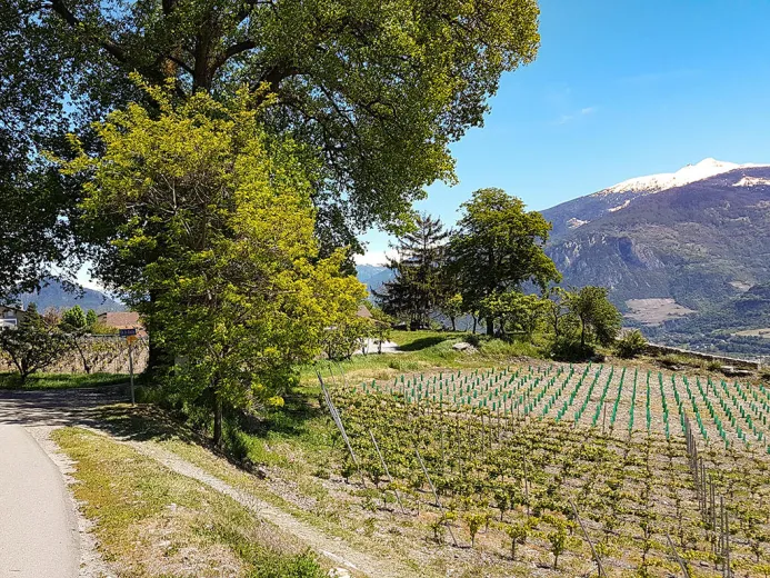 A vendre Maison jumelée Sion Suisse - cChic-immoHub votre portail immobilier