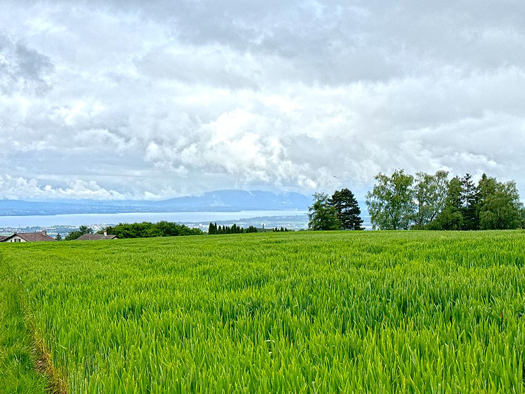 Zu verkaufen   Schweiz - cChic-immoHub Ihr Immobilienportal