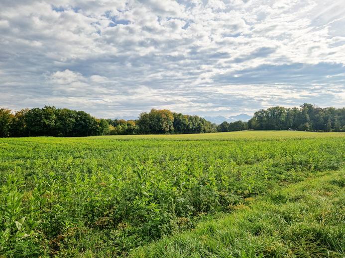 Maison à vendre à Crissier - Smart Propylaia (2)