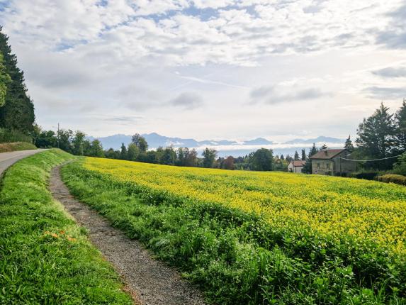 Haus zu verkaufen in Prilly