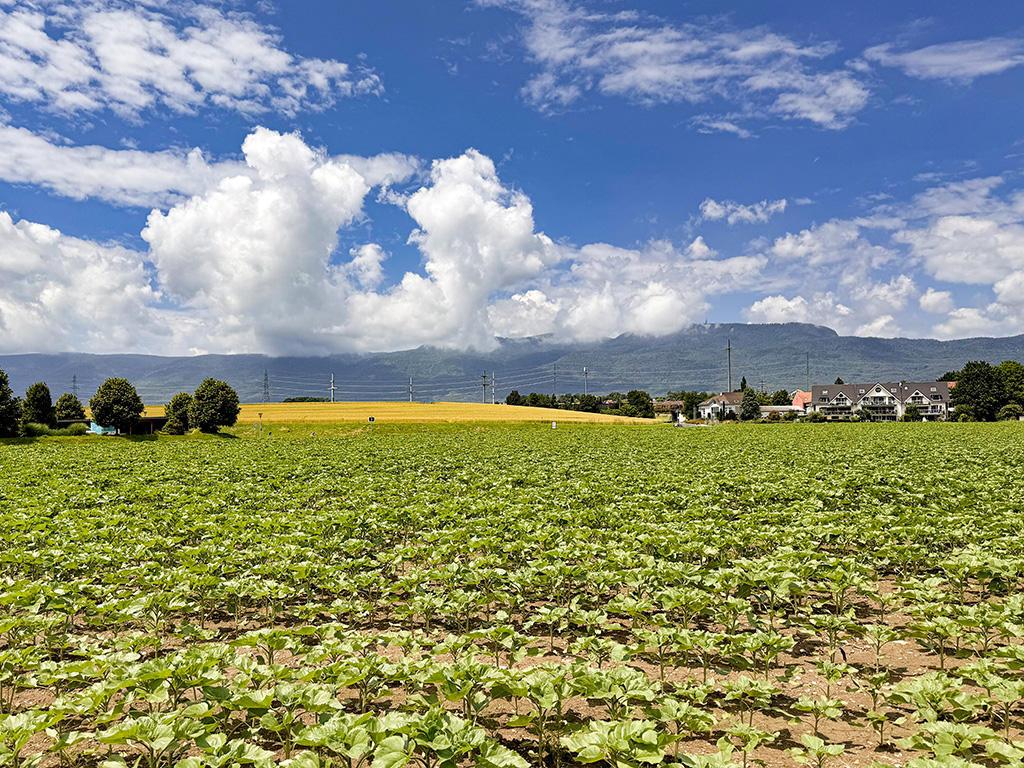 For sale   Switzerland - cChic-immoHub your real estate portal