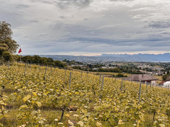 Haus zu verkaufen in Morges - Smart Propylaia