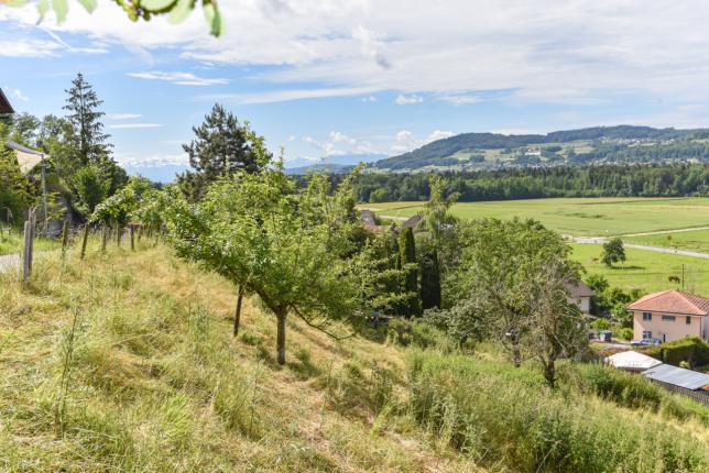 Terreno in vendita a Egliswil (4)