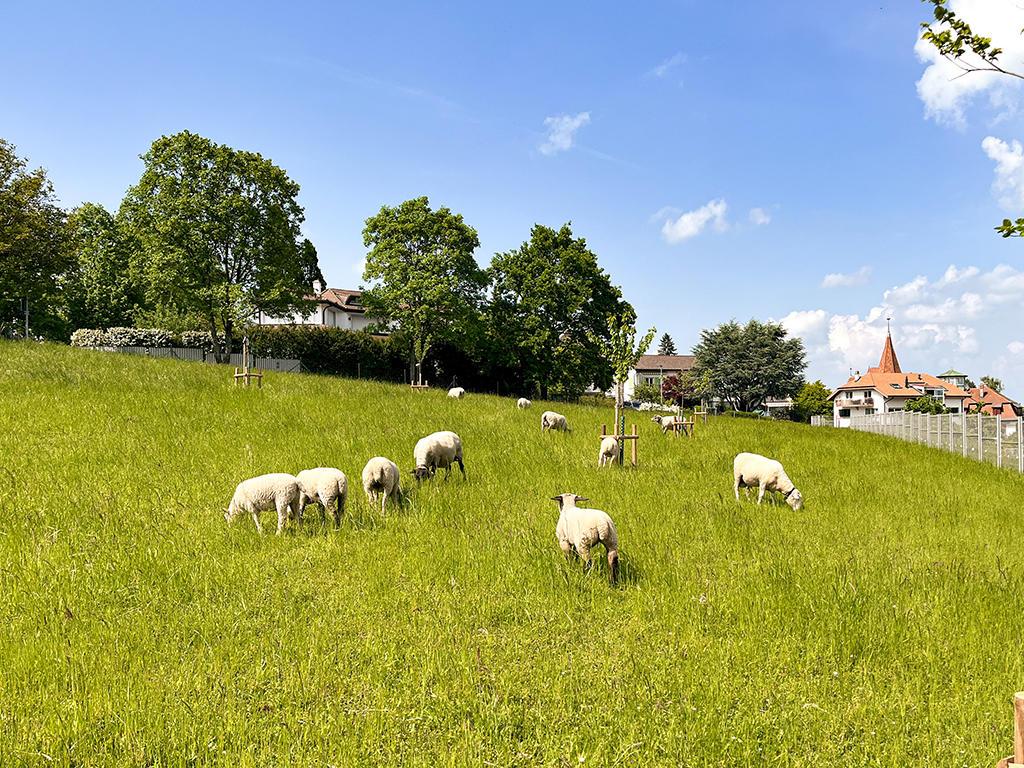 A vendre   Suisse - cChic-immoHub votre portail immobilier