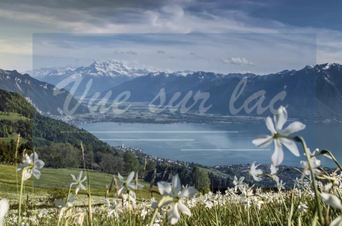 A vendre   Suisse - partenariat avec Smart-Propylaia Portail Immobilier