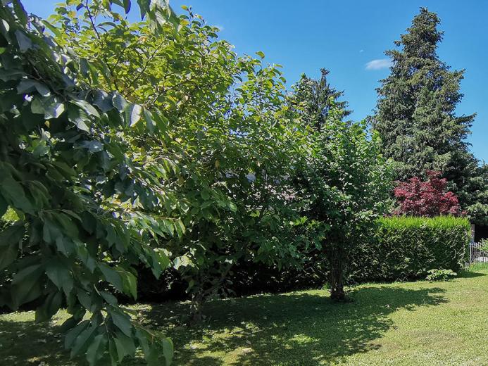 House for sale in Oberengstringen - Smart Propylaia