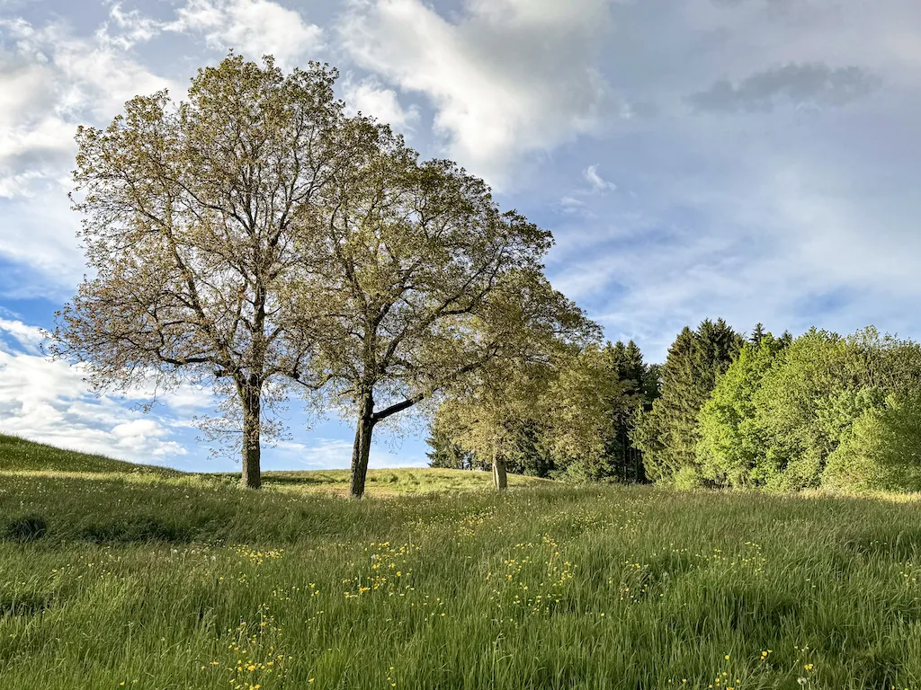 Wavre zu verkaufen Zwillingshaus Schweiz - cChic-immoHub Ihr Immobilienportal